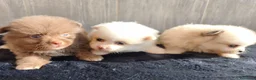 Pomerania perros en venta: LULÚ DE POMERANIA - Anuncio 1