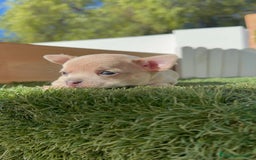 Chihuahua perros en venta: CHIHUAHUA HEMBRA - Imagen 11