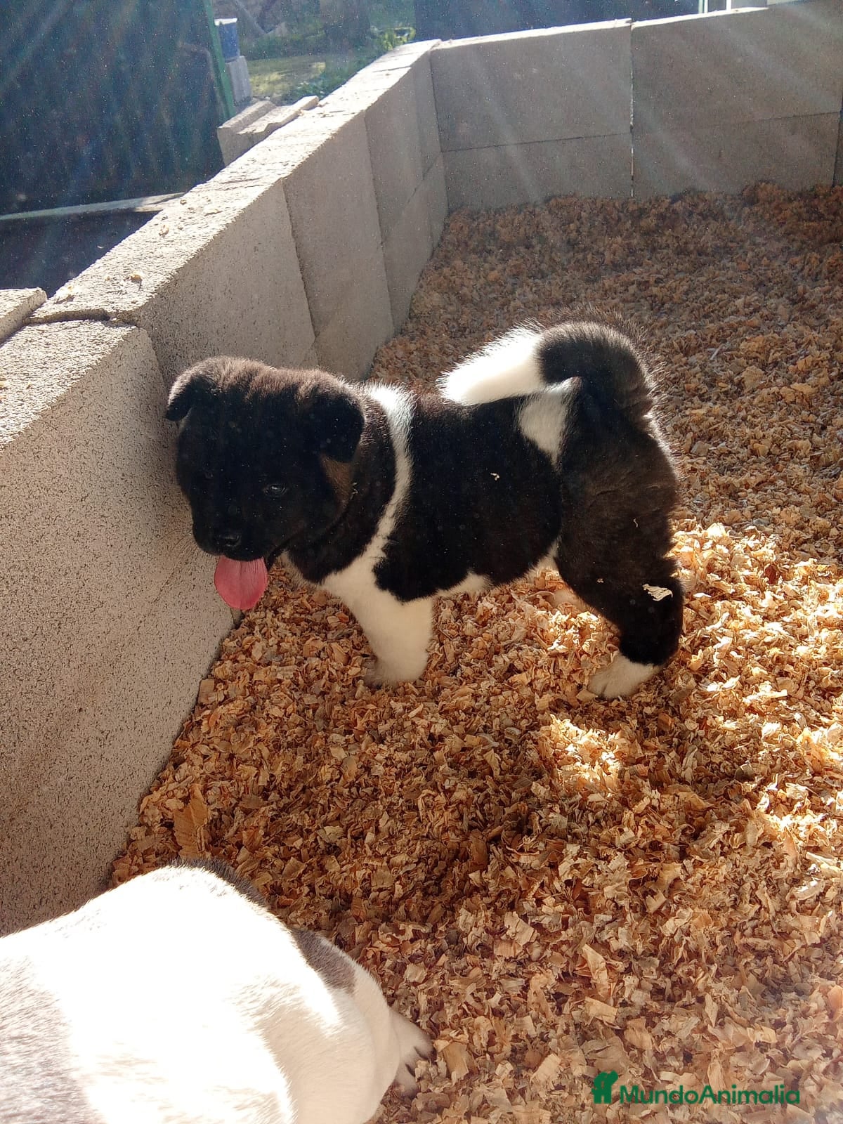 Akita Americano perros Cachorro de Akita americano - Anuncio 2