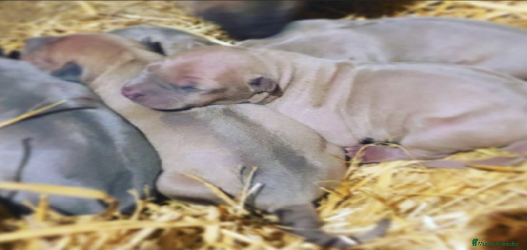 Imagen de galería {{count}}