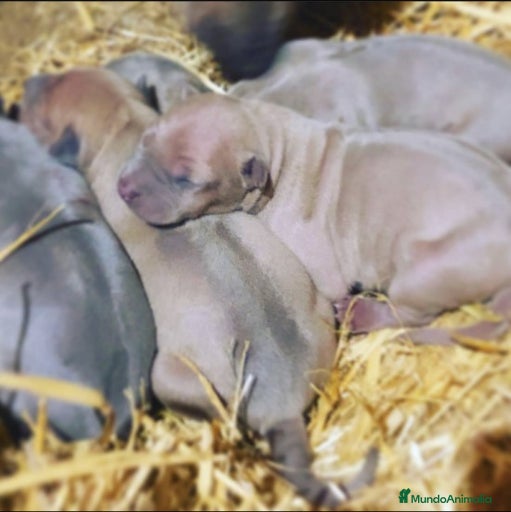 Imagen de galería {{count}}