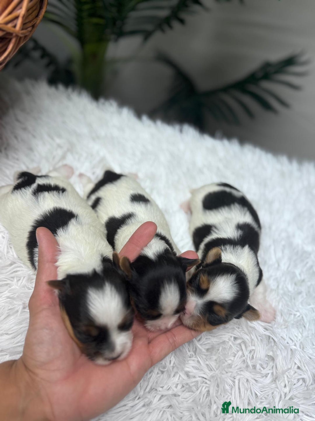 Yorkshire Terrier perros en venta: YORKSHIRE BIEWER - Anuncio 8