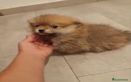 Pomerania perros en venta: Último hembra pomerania toy - Imagen 5