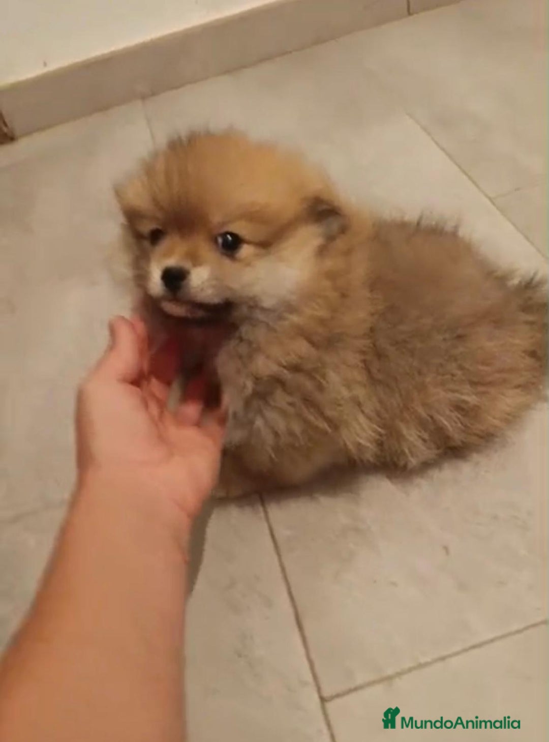 Pomerania perros en venta: Último hembra pomerania toy - Imagen 5