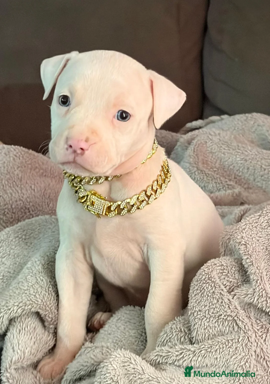 American Staffordshire-Terrier perros en venta: american stanford  - Anuncio 1