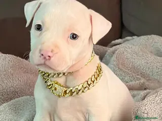 American Staffordshire-Terrier perros american stanford - Anuncio 4