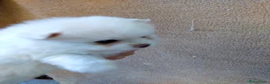 Pomerania Cachorro 9