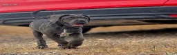 Cane Corso perros en venta: Cachorra de Cane Corso  - Anuncio 3