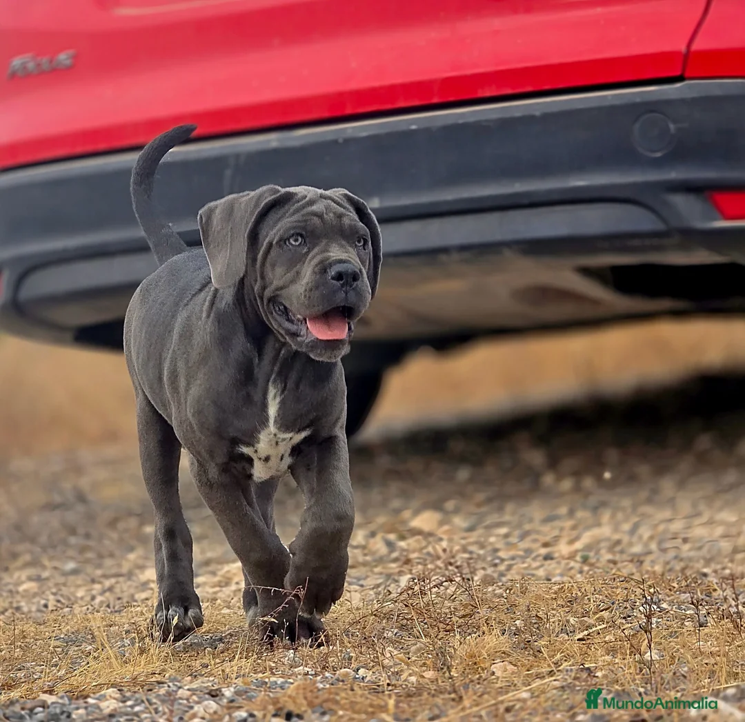 Cane Corso perros en venta: Cachorra de Cane Corso  - Anuncio 3