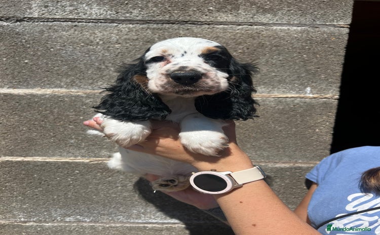 Cocker Spaniel Inglés perros - Anuncio 13