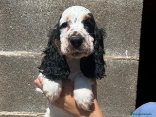 Cocker Spaniel Inglés perros - Anuncio 13