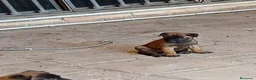 Pastor Belga Malinois perros en venta: Disponible Pastor belga Malinois  - Anuncio 5