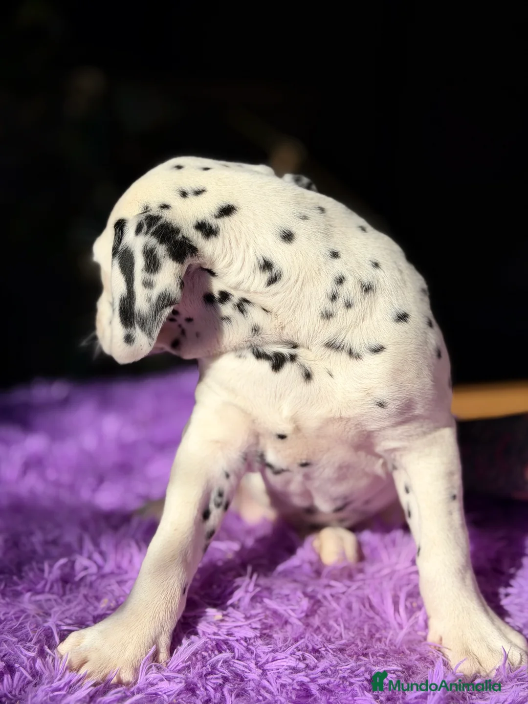 Dálmata perros en venta: Dálmata hembra  - Anuncio 4