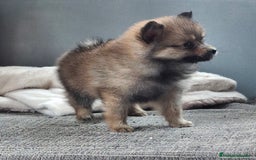 Pomerania perros en venta: Pomerania enano rojo  - Imagen 2
