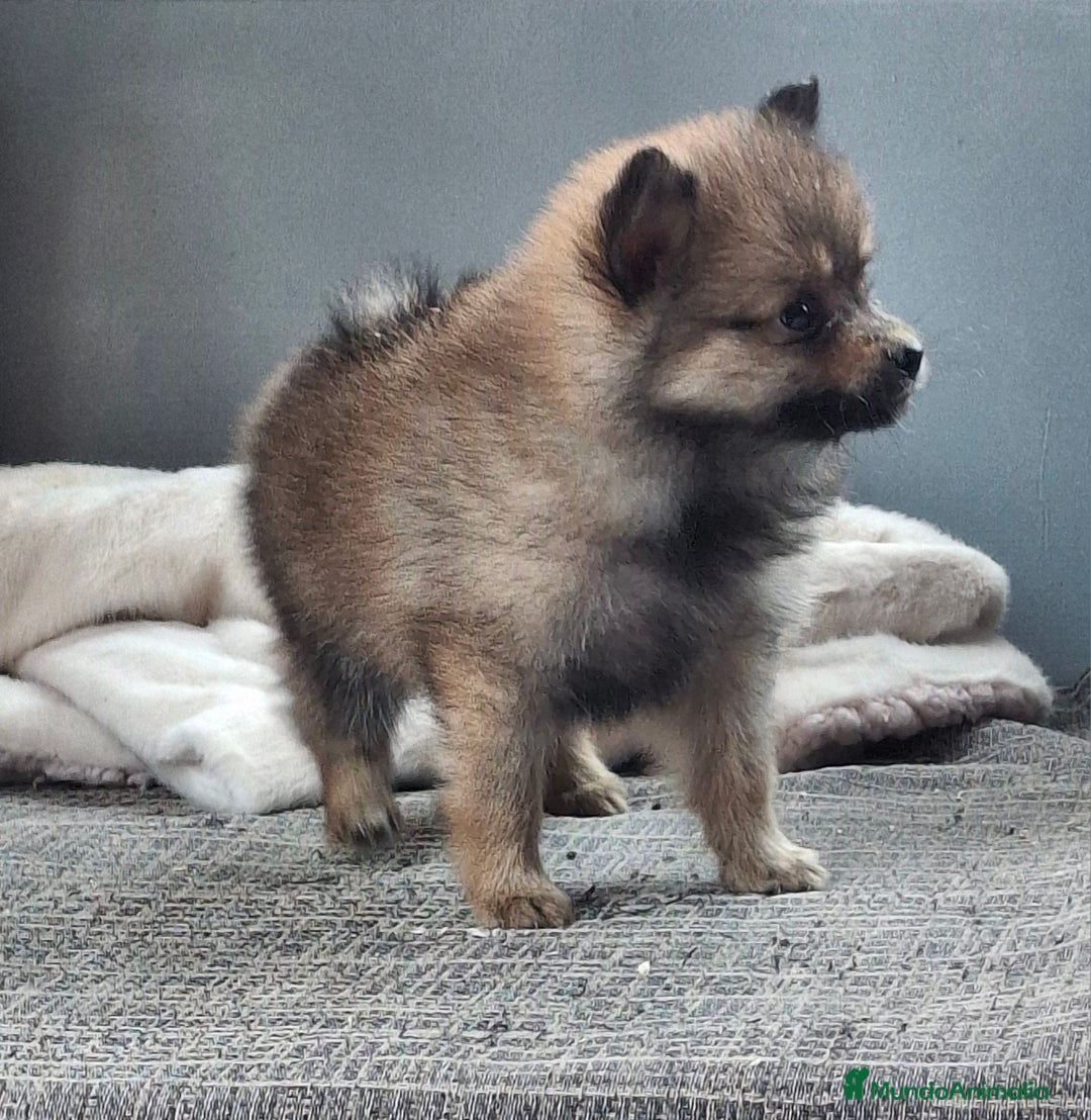 Pomerania perros en venta: Pomerania enano rojo  - Imagen 2
