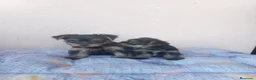 Yorkshire Terrier perros en venta: Yorkshire toy - Anuncio 7