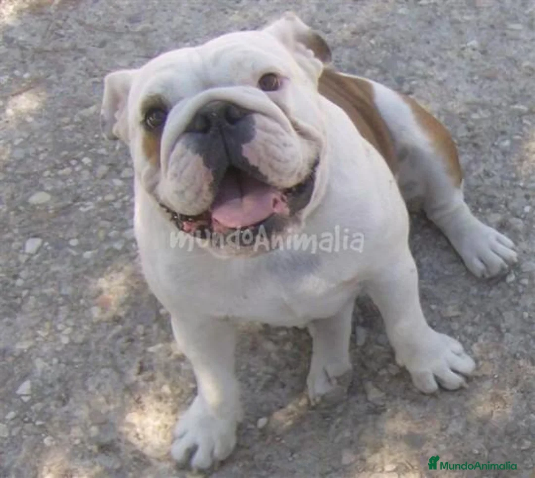 Imagen de galería {{count}}