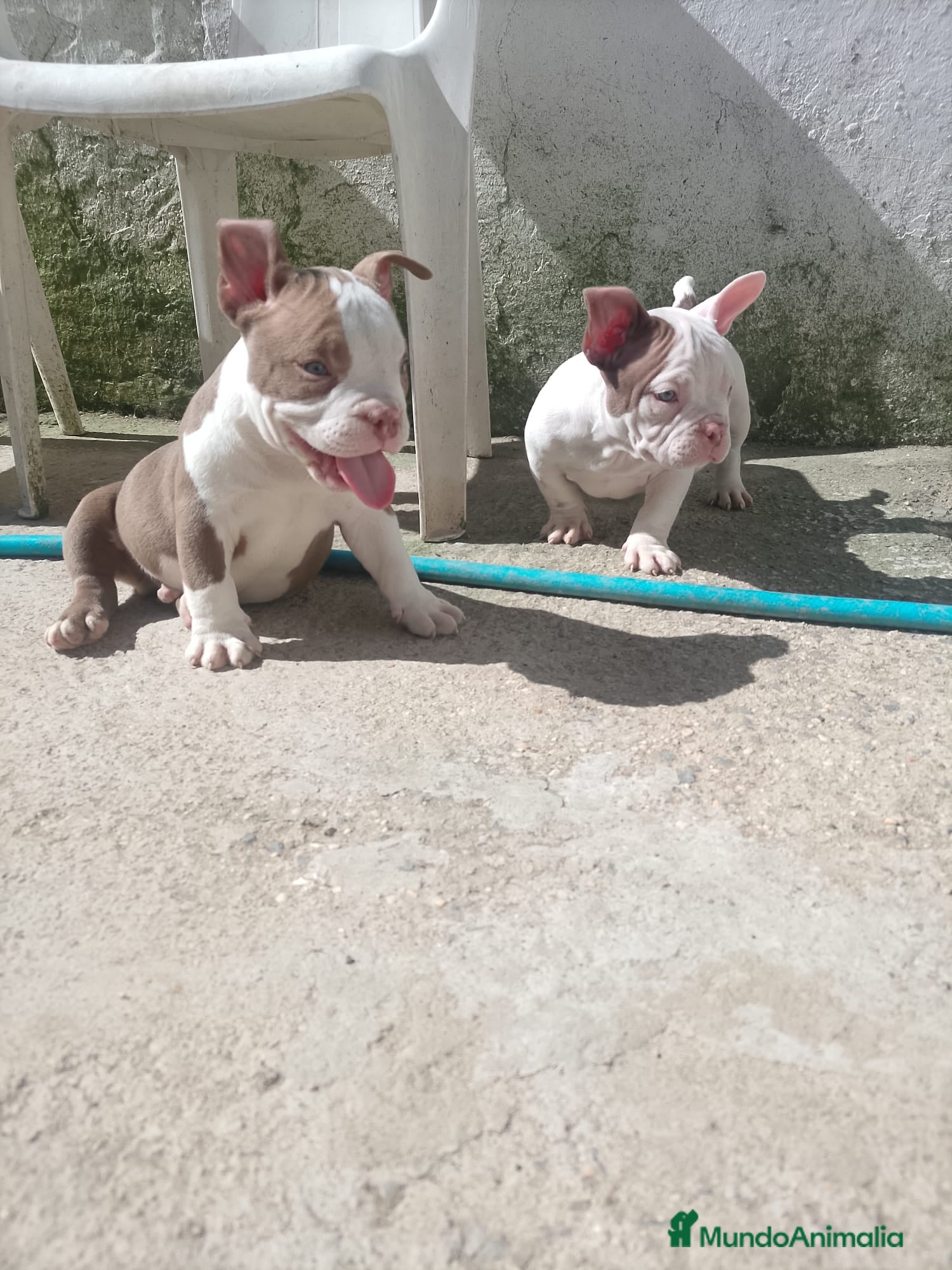 American Bully perros American bully pocket  - Anuncio 4