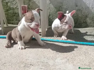 American Bully perros American bully pocket - Anuncio 4