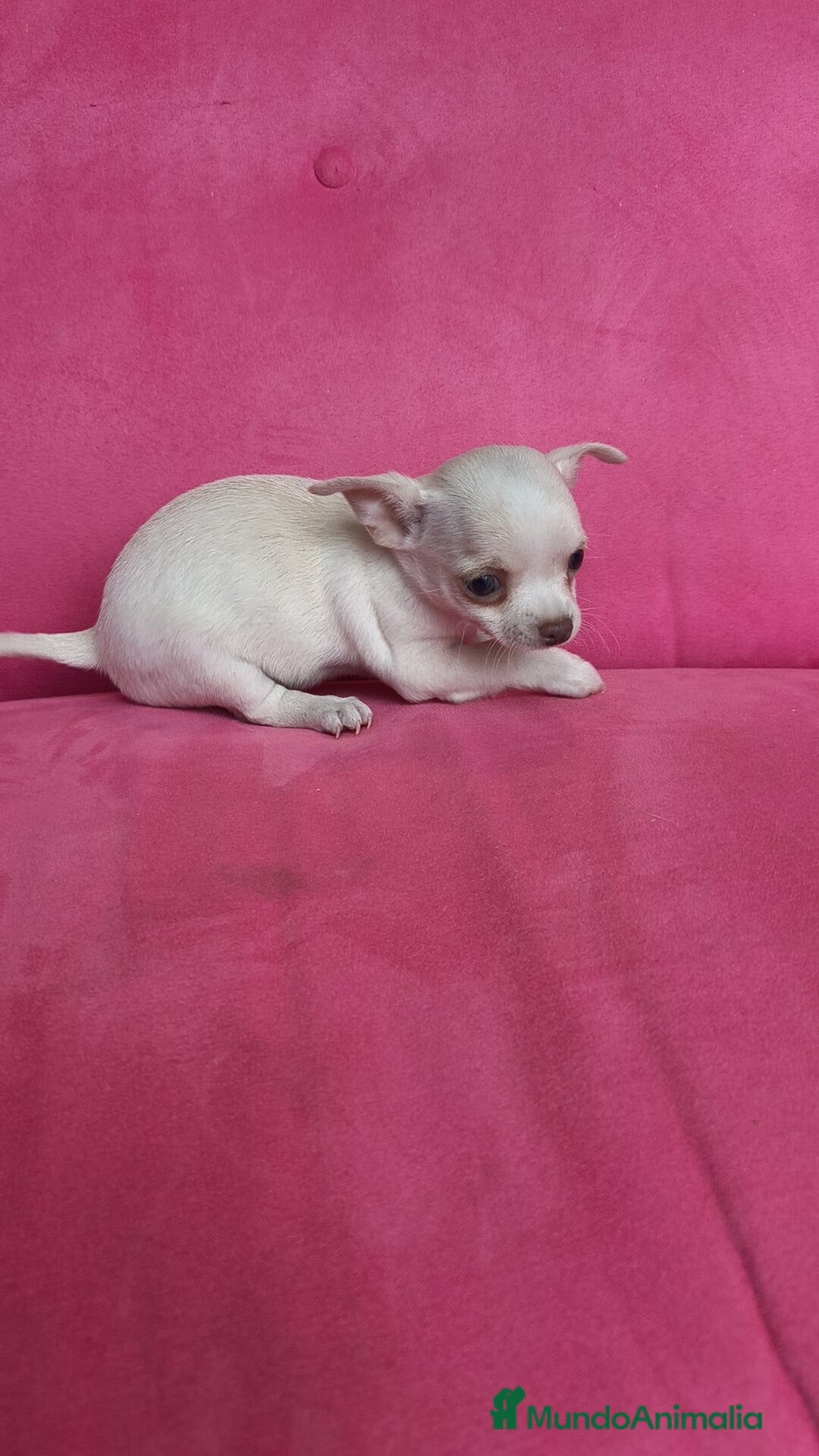 Chihuahua perros en venta: Chihuahua hembra con retrognatismo  - Anuncio 2