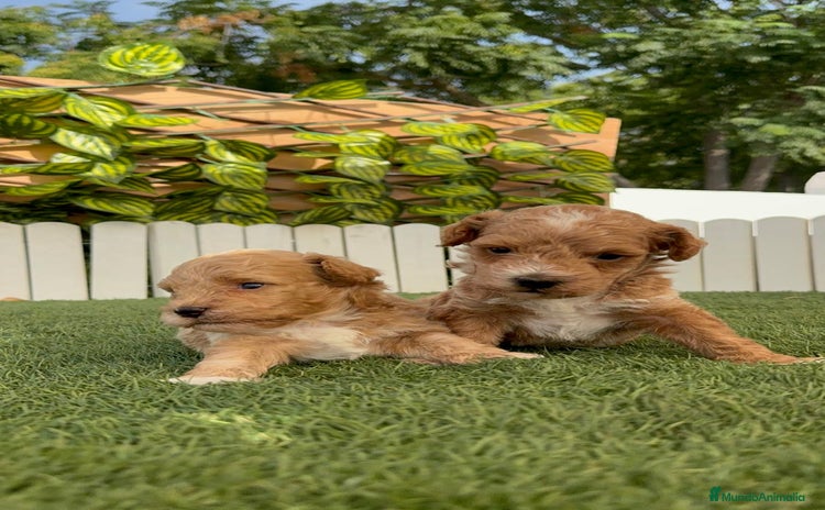 Caniche Toy perros - Anuncio 1