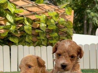 Caniche Toy perros - Anuncio 9