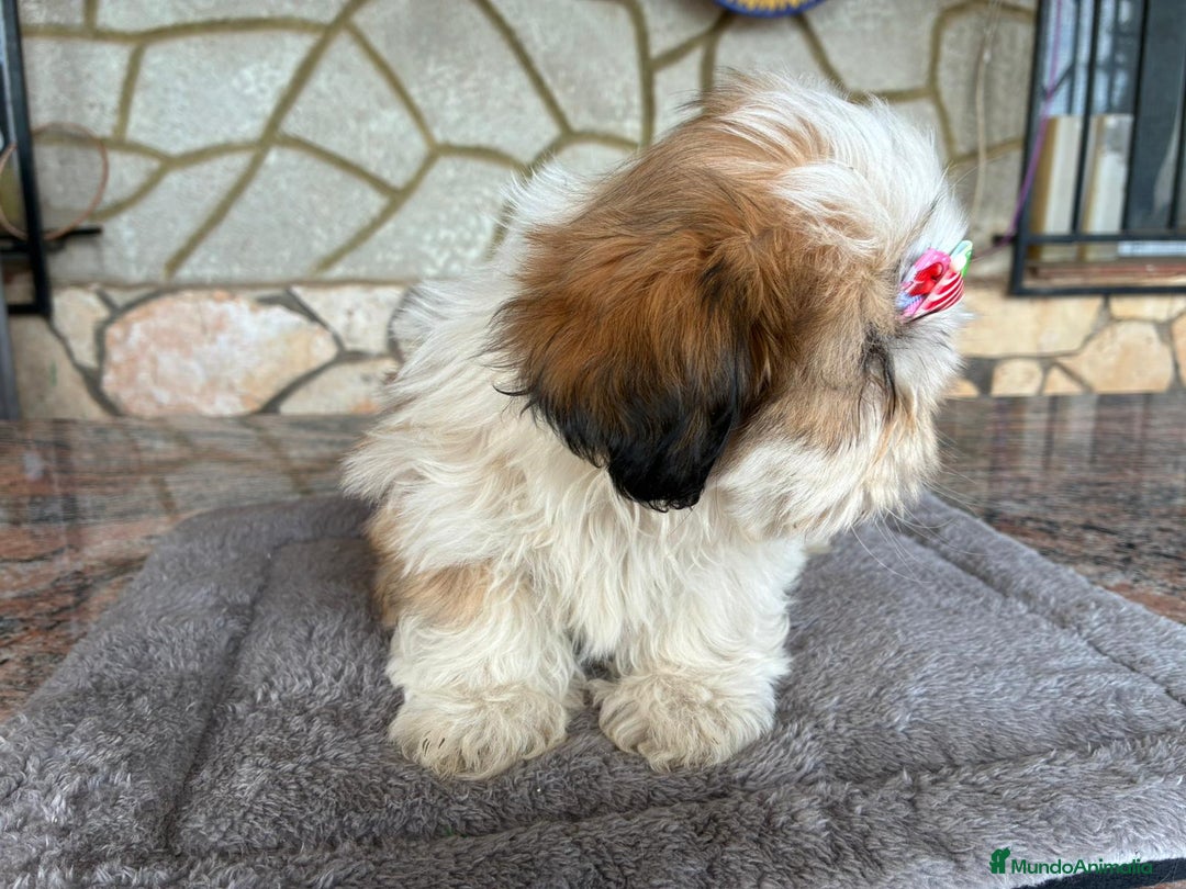 Shih Tzu perros en venta: Machitos de shihtzu - Anuncio 6