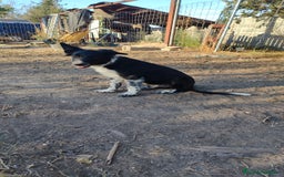 Border Collie perros en venta: Últimos border collie disponibles - Imagen 1
