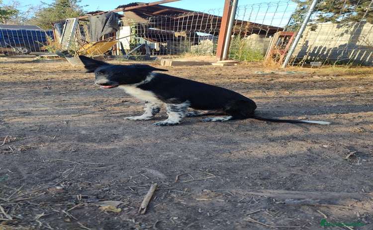 Border Collie perros - Anuncio 3