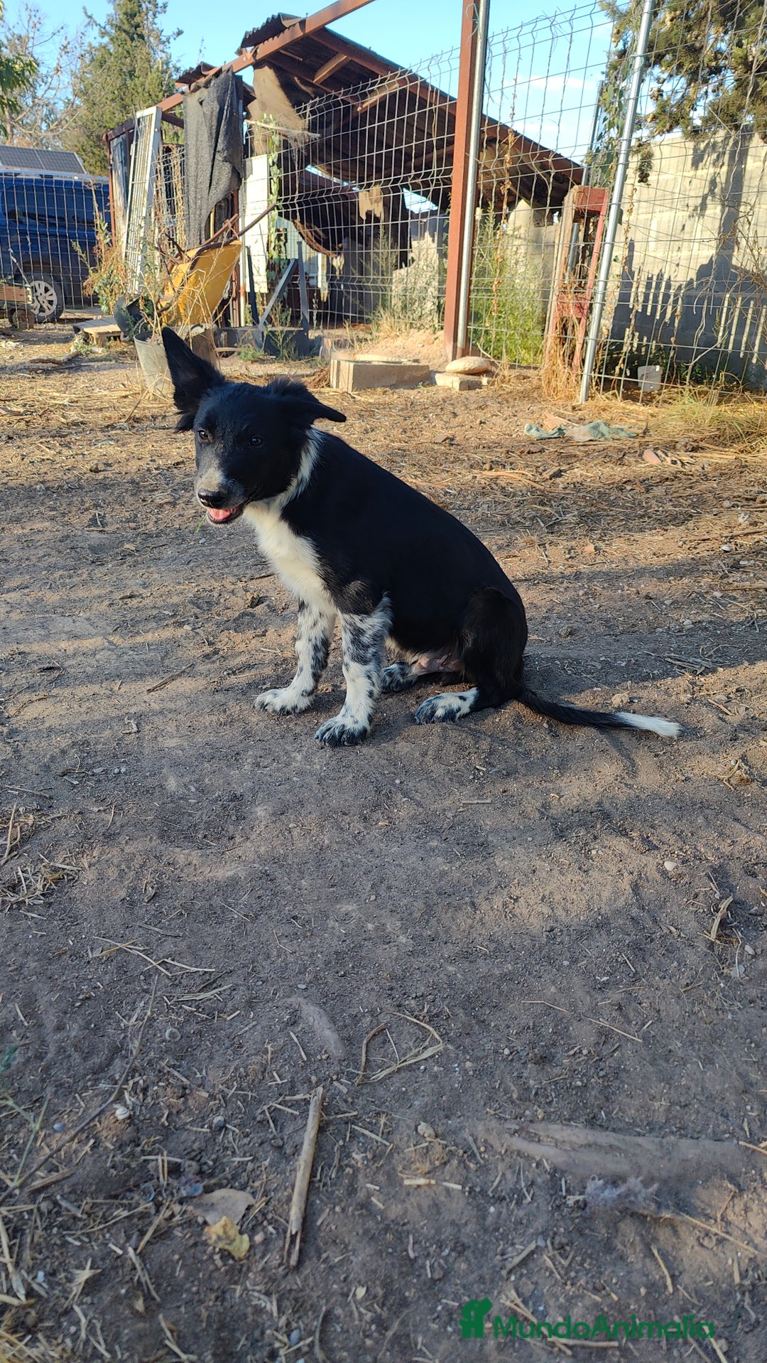 Border Collie perros en venta: Últimos border collie disponibles - Imagen 1