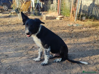 Border Collie perros - Anuncio 16