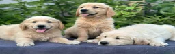 Golden Retriever perros en venta: GOLDEN RETRIEVER - Anuncio 1