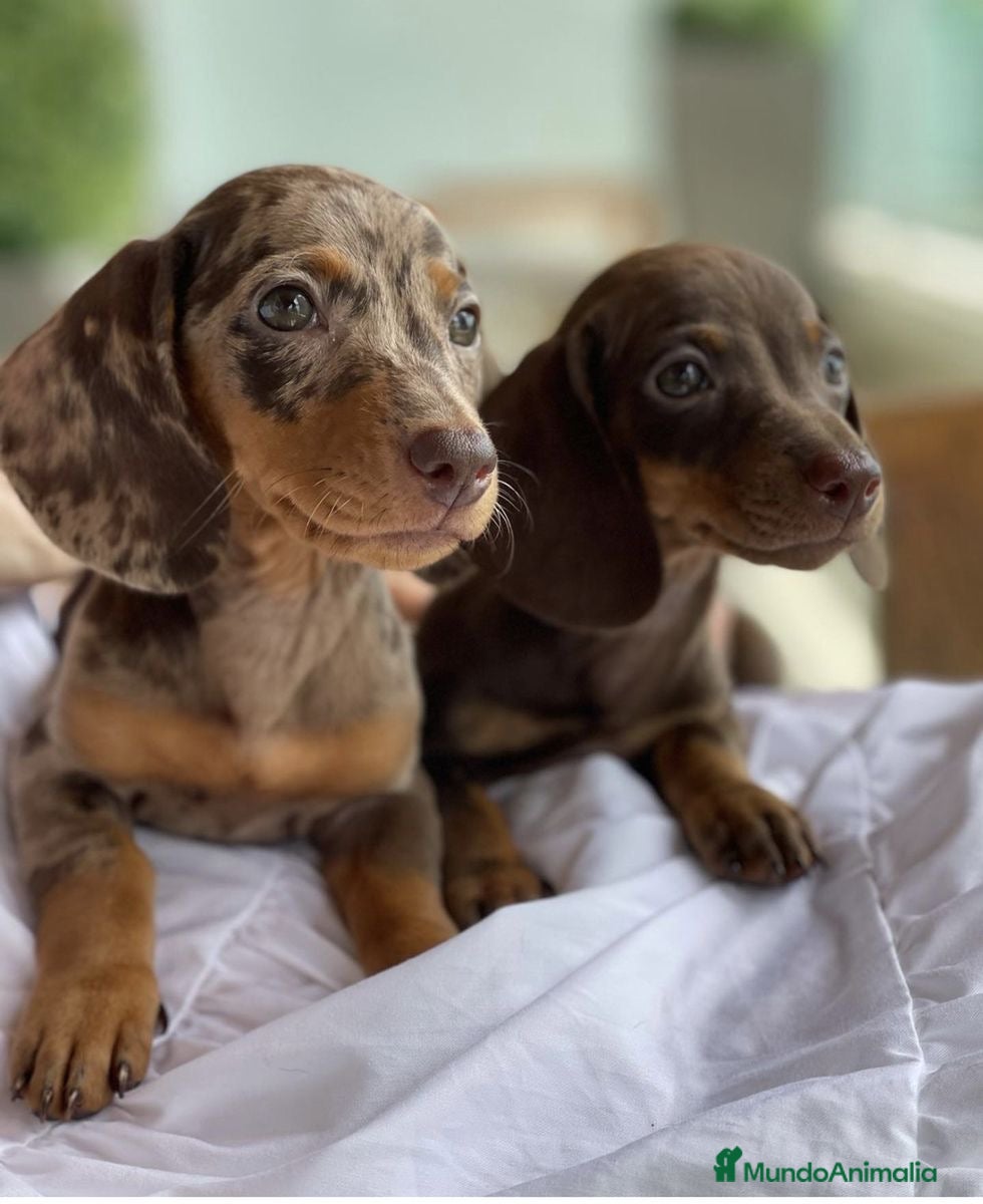 Teckel Miniatura perros 🤎Teckel chocolate/Arlequín🤎💎Reserva Abierta 💎 - Anuncio 1