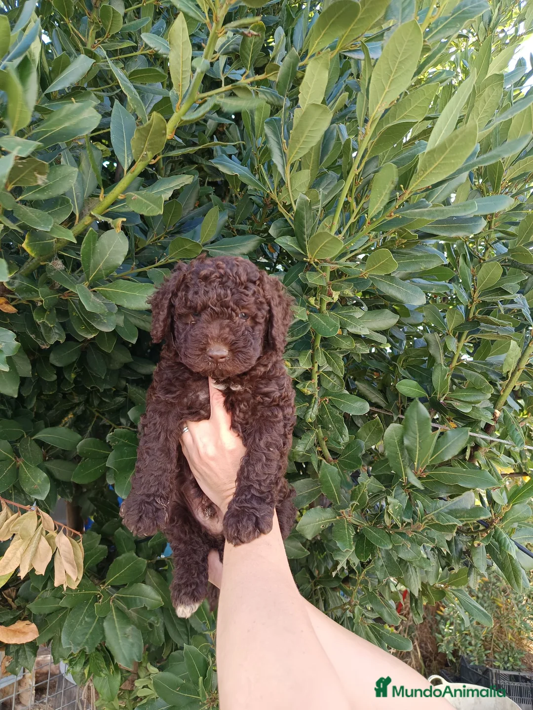 Perro de Agua Español perros en venta: Perro de agua  - Anuncio 2