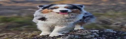 Pastor Australiano perros en venta: Cachorros Pastor Australiano - Anuncio 15