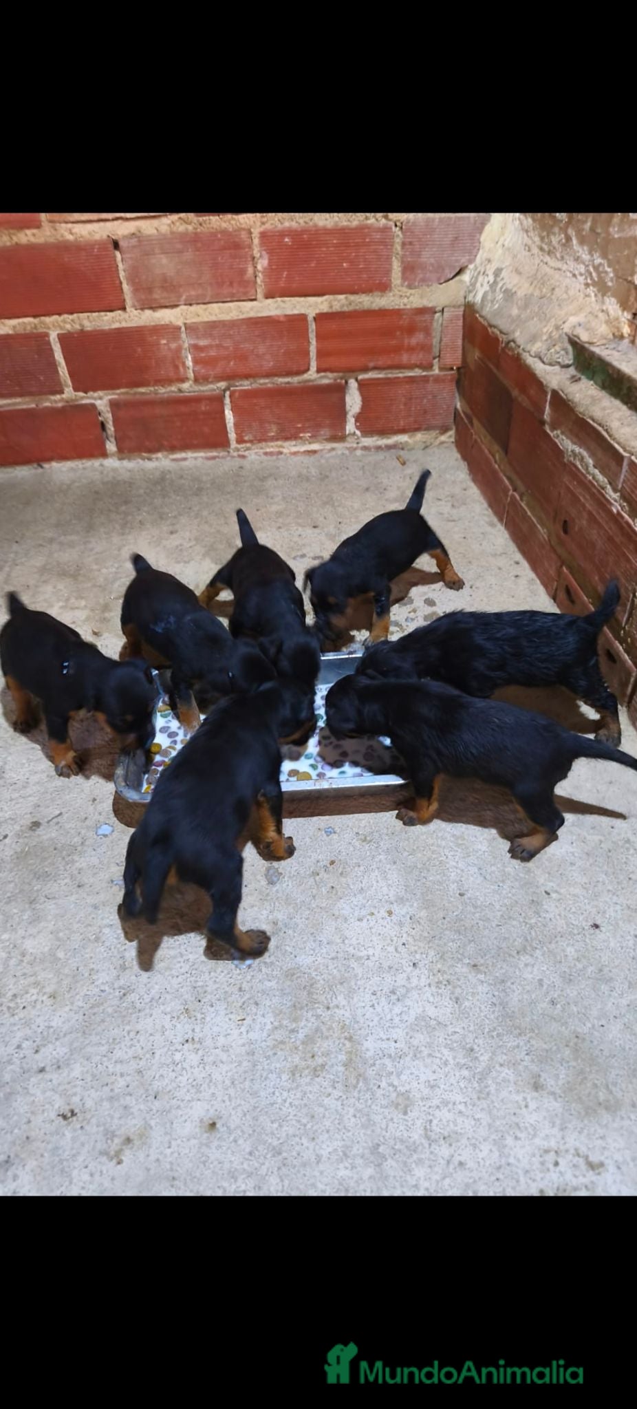 Otras razas perros Jagd Terrier de Calidad  - Anuncio 1