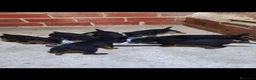 Otras razas perros en venta: Jagd Terrier de Calidad  - Anuncio 1
