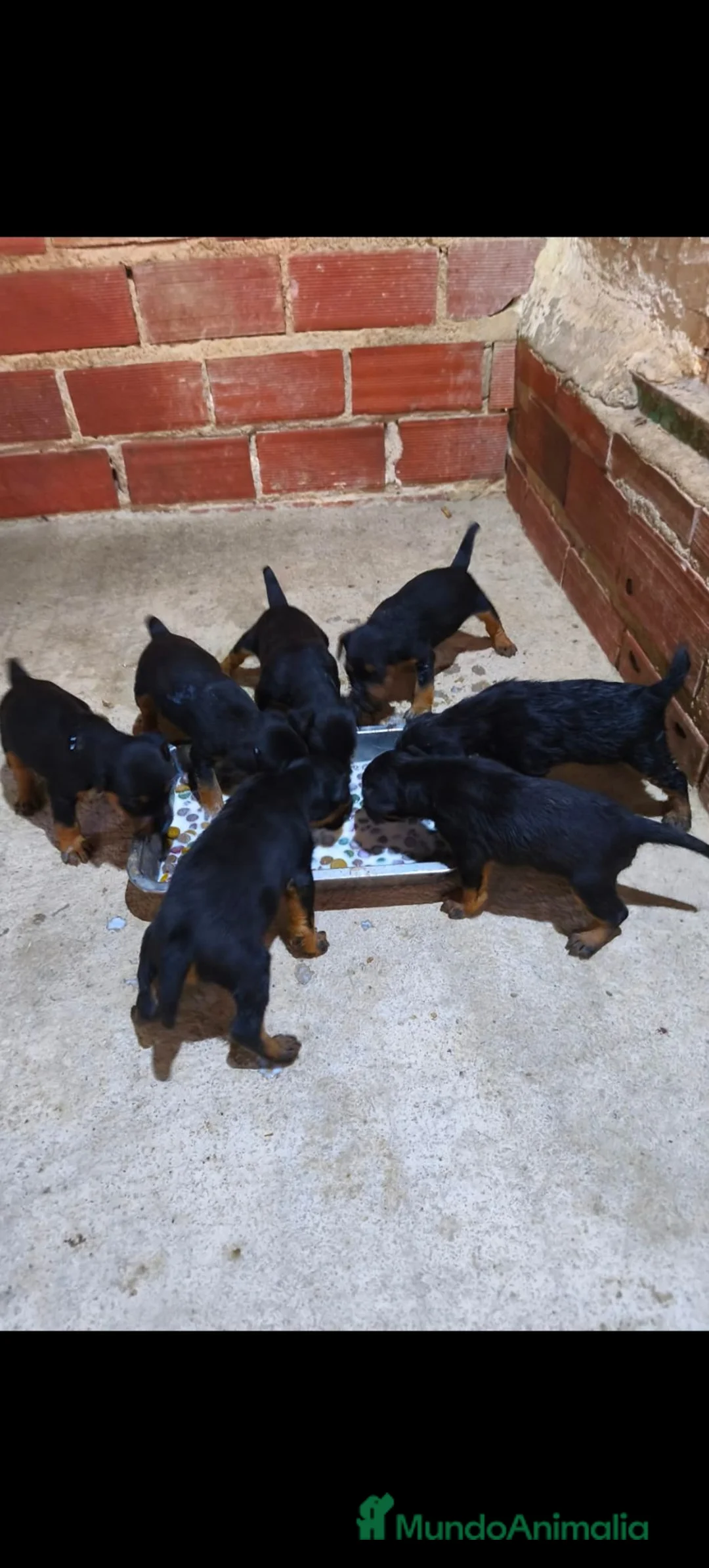 Otras razas perros en venta: Jagd Terrier de Calidad  - Anuncio 1