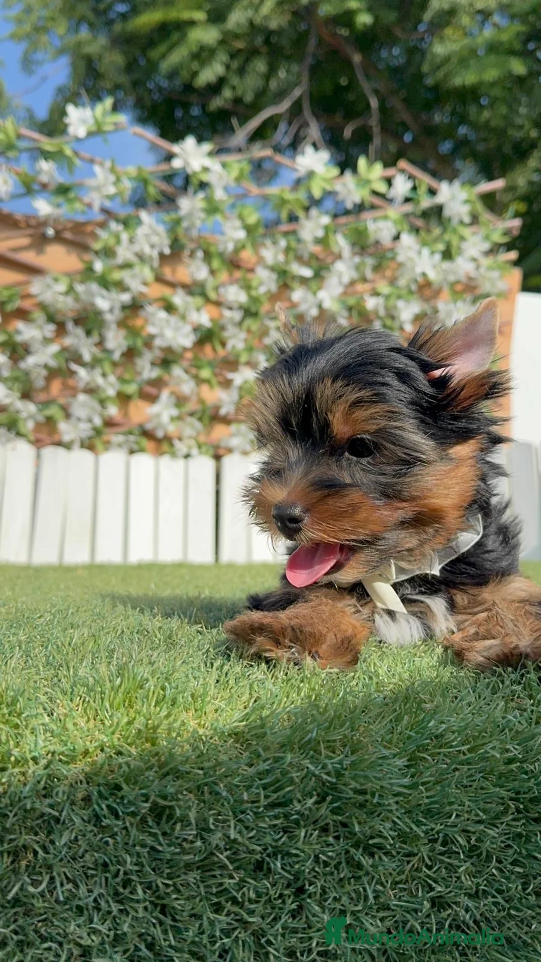 Yorkshire Terrier perros en venta: YORKSHIRE TERRIER - Anuncio 21