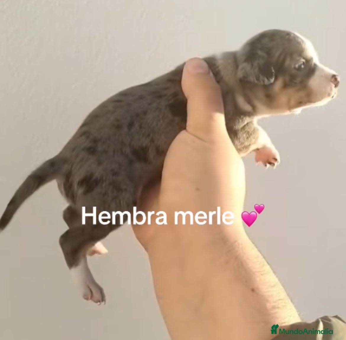 Chihuahua perros Chihuhuas  - Anuncio 38