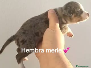 Chihuahua perros Chihuhuas - Anuncio 38