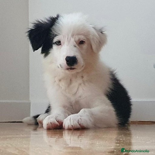 Imagen de galería {{count}}