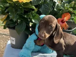 Teckel Miniatura perros Teckel miniatura/kanichen - Anuncio 1