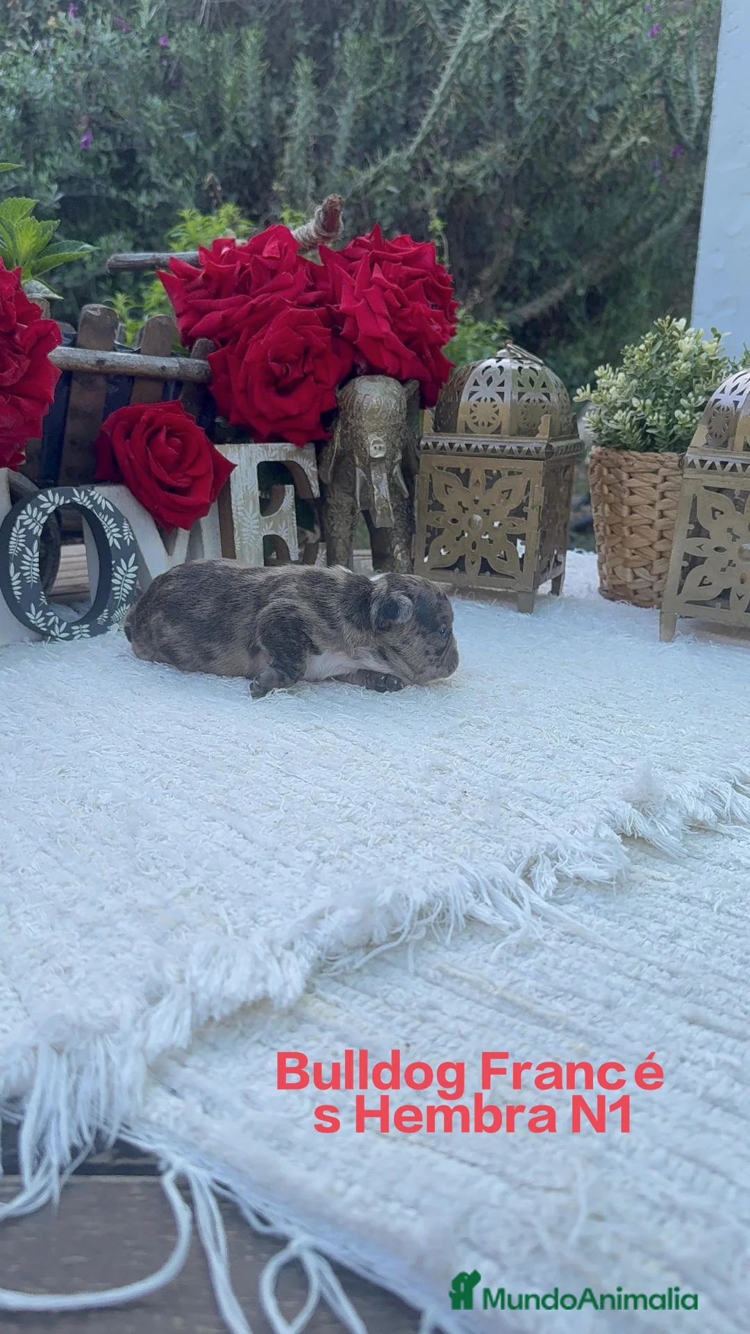 Bulldog Francés perros en venta: Bulldog francés hembra disponible preciosa  - Anuncio 2