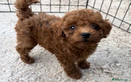 Caniche Toy perros en venta: Caniche toy rojo  - Imagen 2