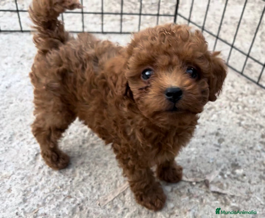 Caniche Toy perros en venta: Caniche toy rojo  - Imagen 2