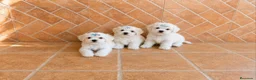 Bichón Maltés perros en venta: BICHÓN MALTÉS PRECIOSO ✨🤍 - Anuncio 1