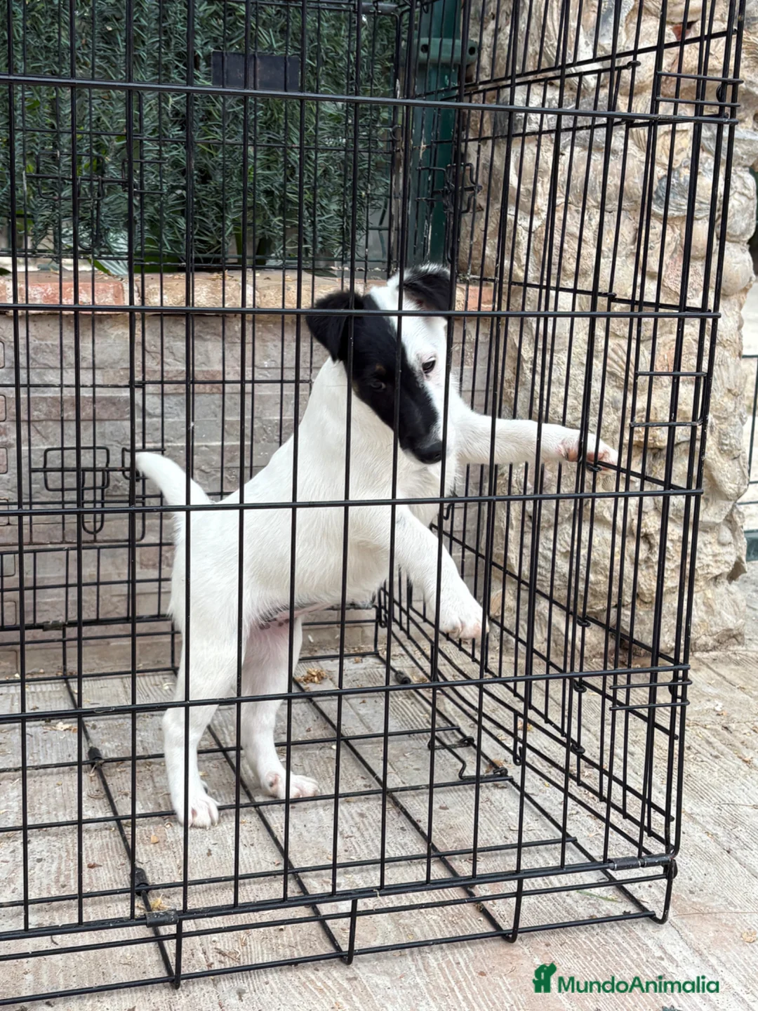 Fox Terrier de Pelo Liso perros en venta: Hembra fox de pelo liso  - Anuncio 1