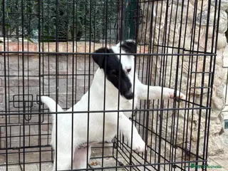 Fox Terrier de Pelo Liso perros Hembra fox de pelo liso - Anuncio 2