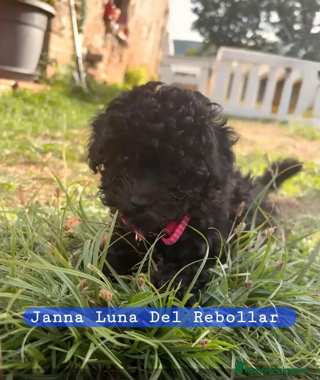 Caniche Toy perros en venta: DEL REBOLLAR  - Anuncio 2